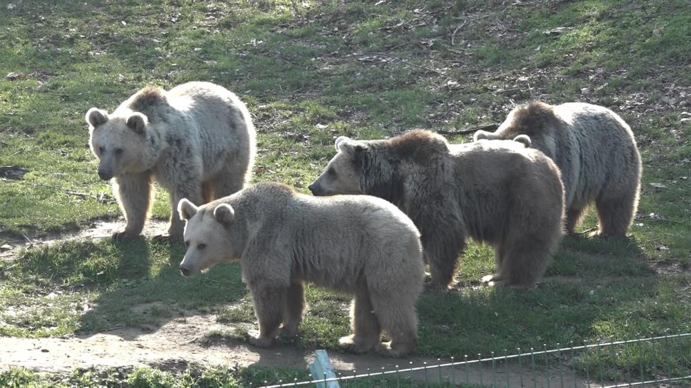 Bursa’da ayılar kış uykusuna yatmadı