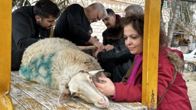 Bursa’da bacağı kırılan koyuna çare sanayide bulundu!