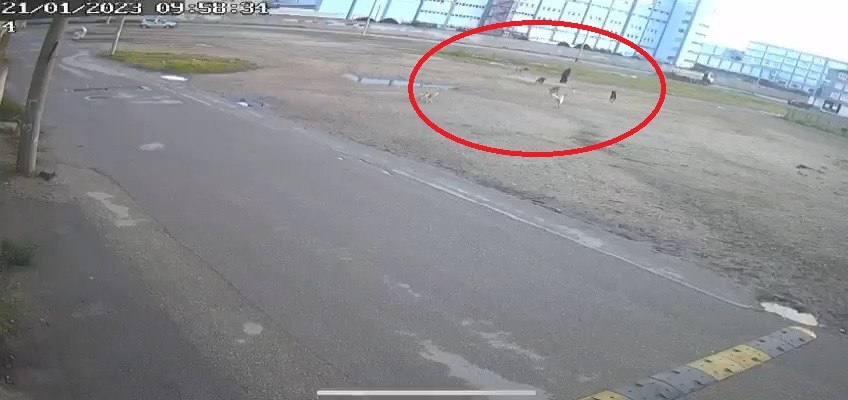 Bursa’da sokak köpekleri yaşlı kadına saldırdı!