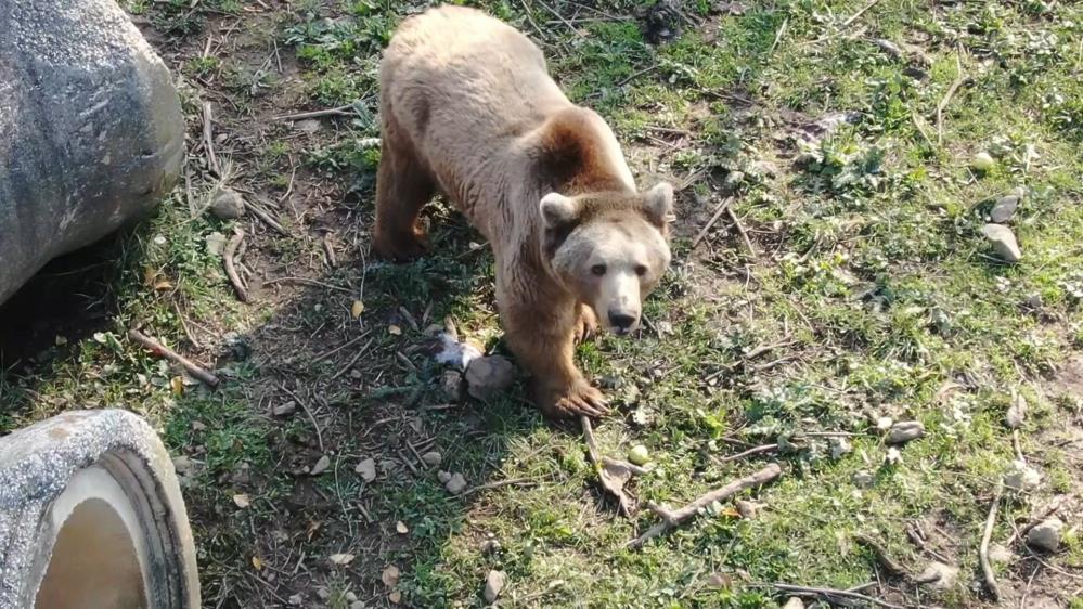 Bursa’da felç olan ayı, tedaviyle ayağa kalktı