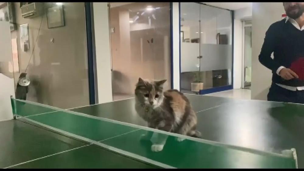 Bursa’da kedi masa tenisi oynadı