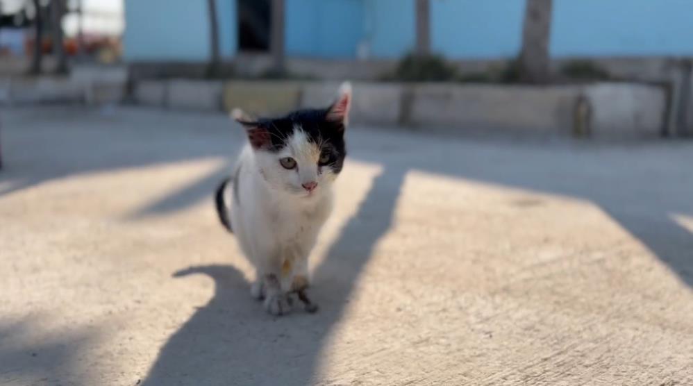 Yaralı kedi hastane aciline gitti