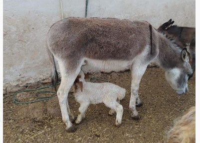 Eşek, kuzuyu emzirdi Eşek, kuzuyu emzirdi