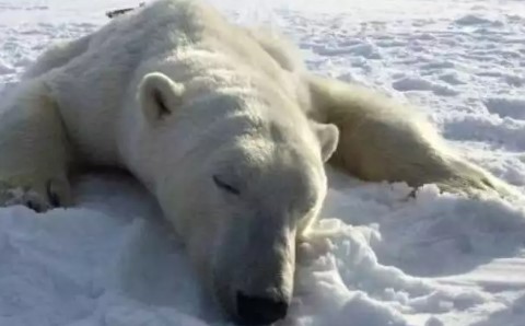 Alaska’da kutup ayısı saldırısı: 2 ölü Alaska’da kutup ayısı saldırısı: 2 ölü