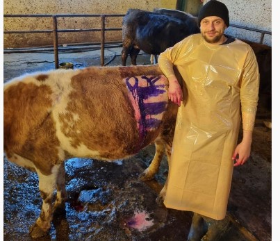 İneğin karnından bir avuç çivi çıktı