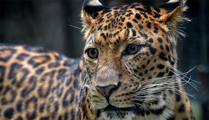 Pakistan’da şehre inen leopar 3 kişiyi yaraladı