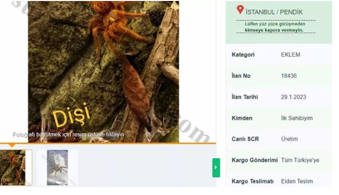 İnternetten tarantula satıyorlar! Cezası 26 bin 390 lira