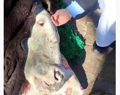 Enkazdan çıkarılan inek, battaniyelere sarıldı