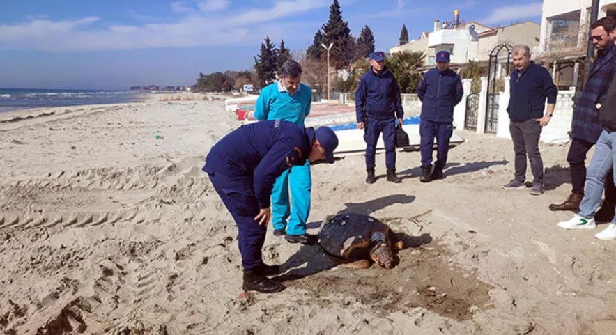 Tekirdağ sahilinde ölü caretta caretta bulundu