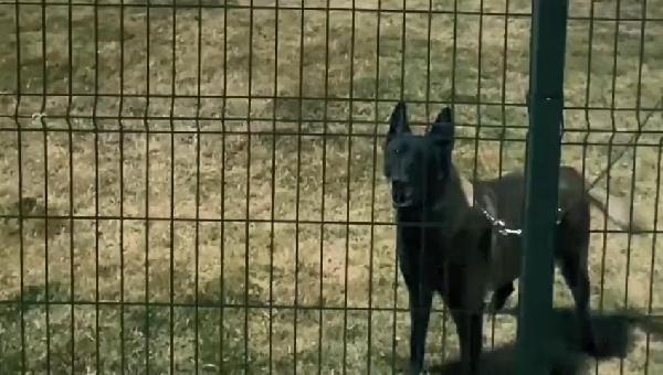 Arama kurtarma köpekleri nasıl eğitiliyor?