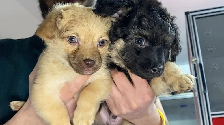 Depremlerden etkilenen 170 kedi ve köpek Kocaeli’de tedavi ediliyor
