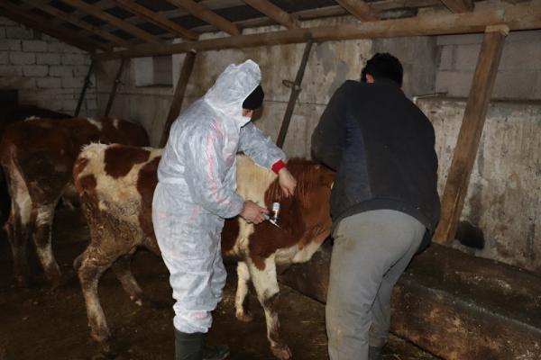 400 bin büyükbaş şap hastalığına karşı aşılanacak