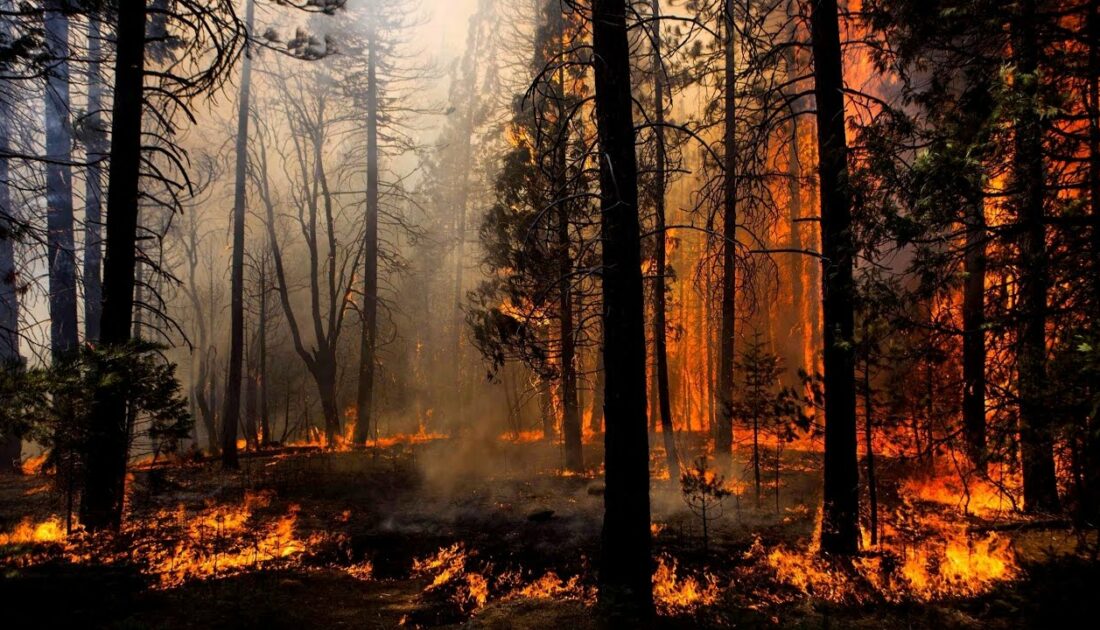 Orman kanunu düzenlemesi yasalaştı: Yangında hayatını kaybedenlere şehitlik statüsü verilecek