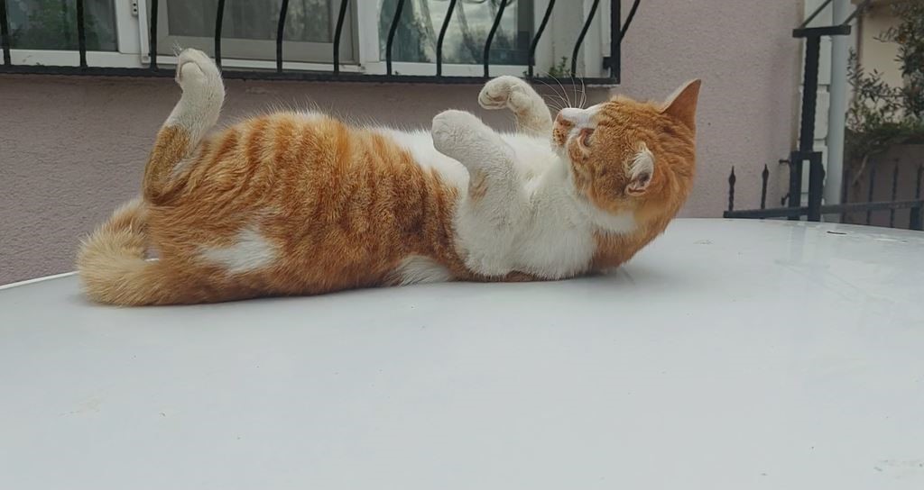 Bu da şaklaban kedi