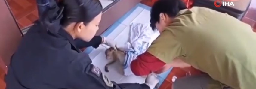 Aracın bagajında onlarca kaçak maymun bulundu