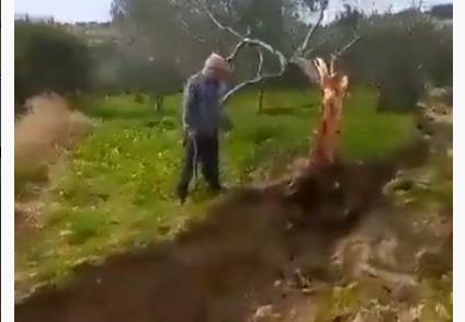 Fay ikiye böldüğü ağacı 10 metre taşıdı Fay ikiye böldüğü ağacı 10 metre taşıdı
