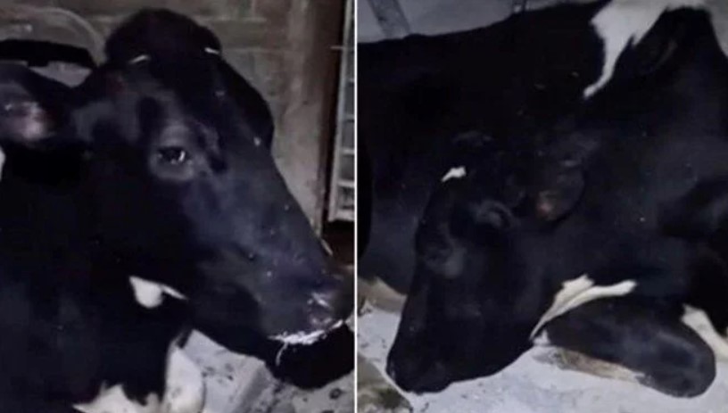 İnek süt vermemek için uyku taklidi yapmaya başladı