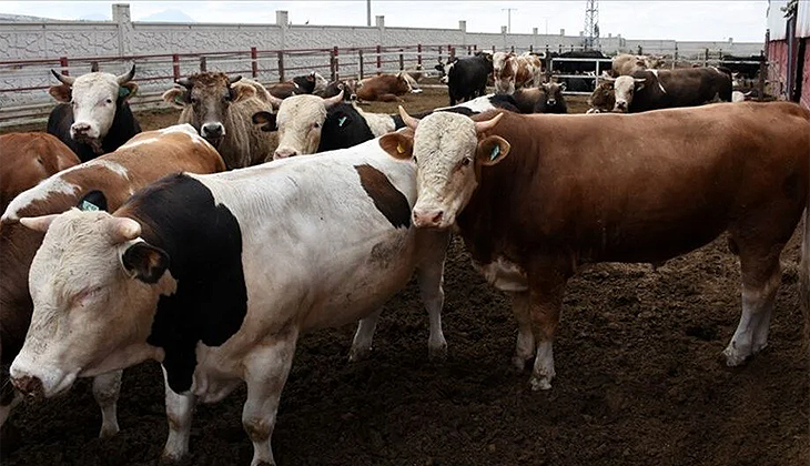 Denizli’de hayvan pazarları şap hastalığı nedeniyle kapatıldı