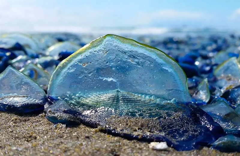 California kıyılarını yüzlerce tuhaf mavi canlı kapladı