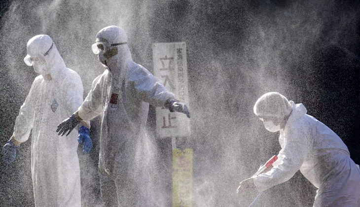 Japonya’da kuş gribi krizi: Gömecek yer kalmadı