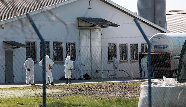 Polonya’da kuş gribi alarmı: 37 bin ördek itlaf edilecek