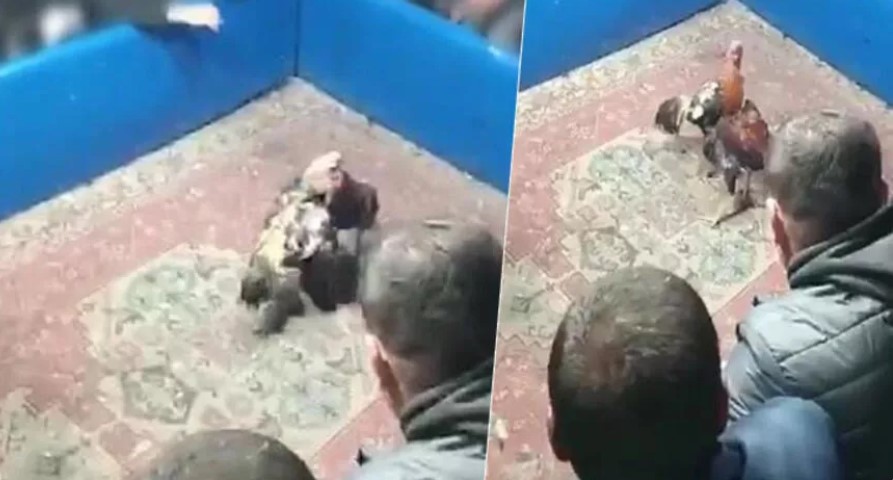 Hayvanları koruma derneğine horoz dövüşü baskını