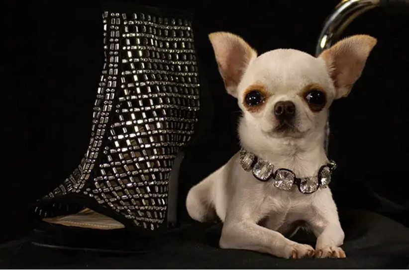 Dünyanın en kısa köpeği