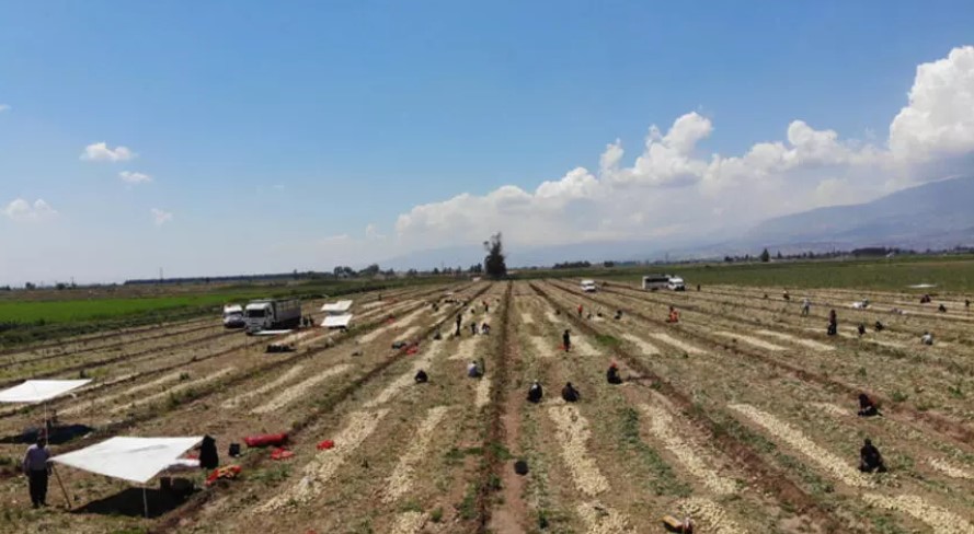 Soğan tarlada 9-10 lira seviyesine düştü