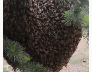 Oğul veren binlerce arı ilginç görüntü oluşturdu Oğul veren binlerce arı ilginç görüntü oluşturdu