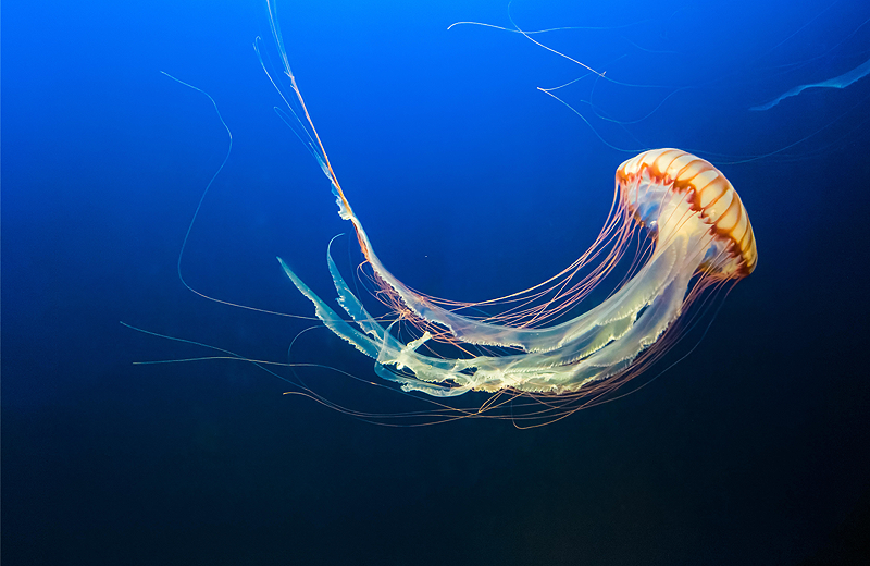 24 gözlü yeni bir denizanası keşfedildi