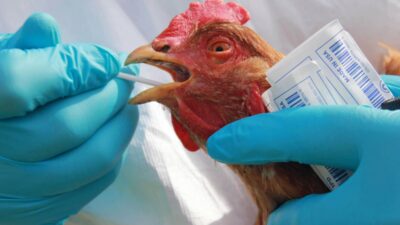Kuş gribi mutasyona uğradı: Virüs insanlarda daha bulaşıcı ve ölümcül hale gelmiş olabilir