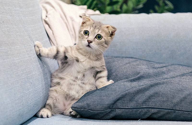 TikTok’a yeni suçlama: Kedi videoları çok fazla enerji tüketiyor