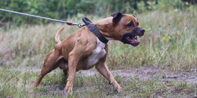 Bebeğini pitbull ile aynı odada bıraktı: Sakız gibi çiğneyerek parçaladı…