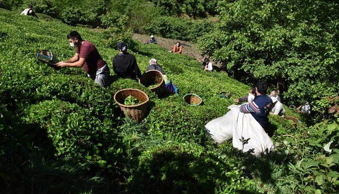 ÇAYSİAD uyardı: Çaya yüzde 100’e yakın zam geliyor