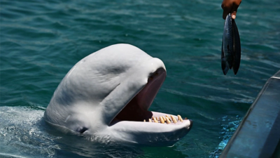 Norveç’ten ‘casus’ balina uyarısı: Yaklaşmayın