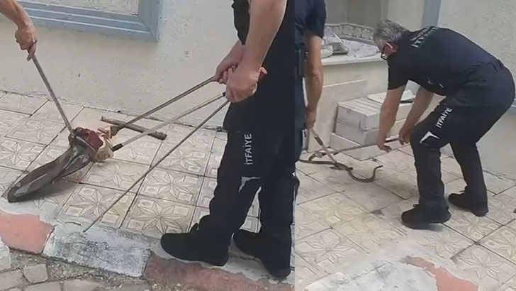 Bursa’da yılan paniği
