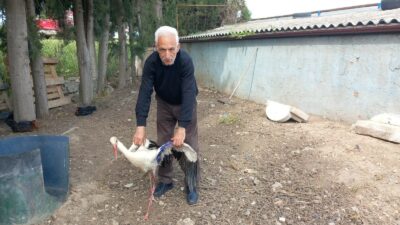 Bursa’da yaralı leylek tedavi edildi