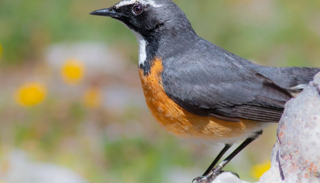 Kuş gözlemcileri kuşların göç yolculuğunu ölümsüzleştirdi
