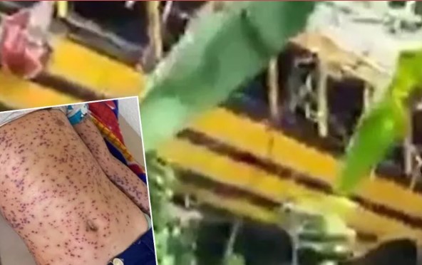Kaza yapan okul servisine arı saldırısı! 4 ölü