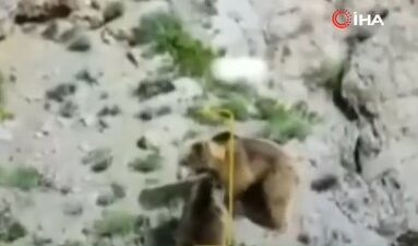 Erkek ayı, dişi ayı ile yavrusunu kavgada öldürdü!