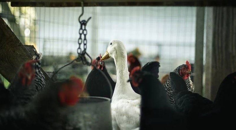 Brezilya’da kuş gribi alarmı