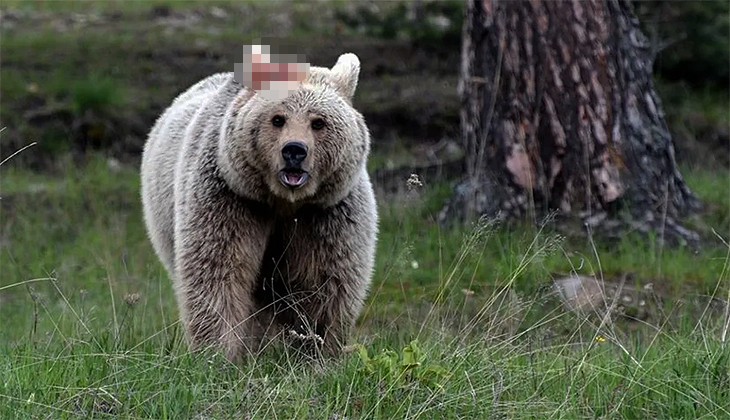 Türkiye’de ayı popülasyonu arttı