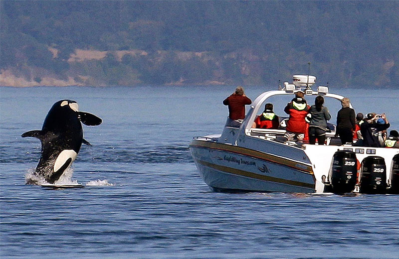 Katil balina Gladis intikam peşinde: Şimdiden 3 tekneyi batırdı