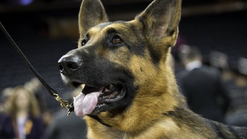 Mısır’da 16 köpek ırkının sahiplendirilmesi yasaklandı