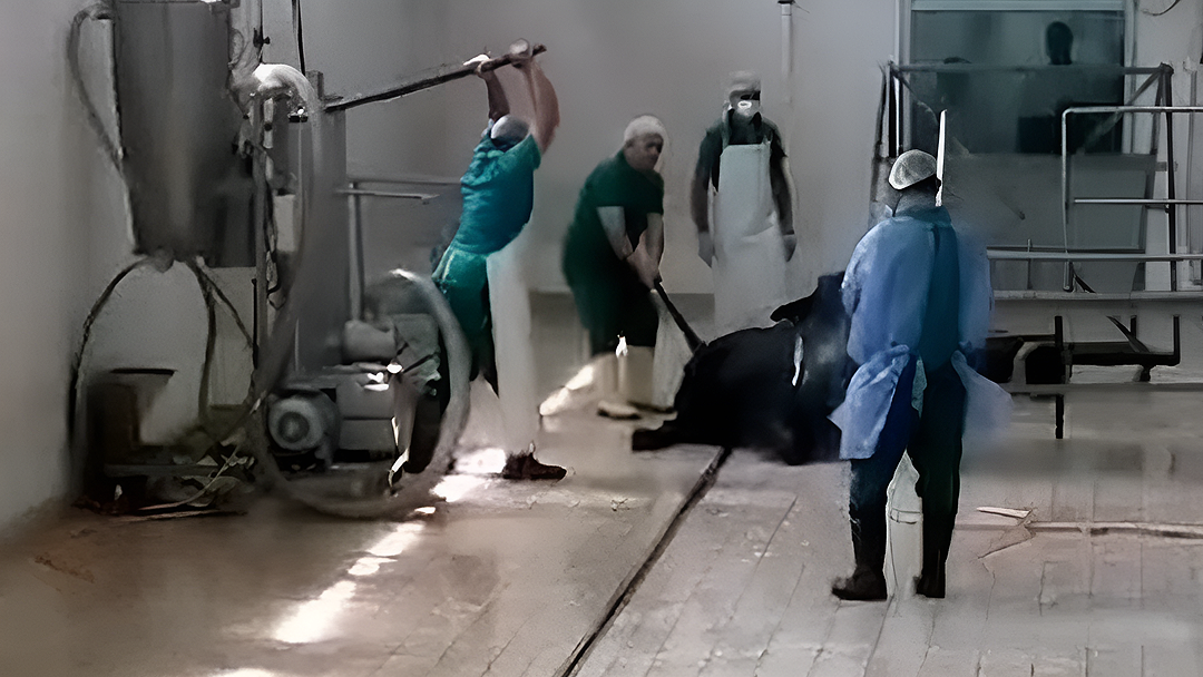 Et ve Süt Kurumu’na bağlı tesiste hayvana eziyetin cezası belli oldu