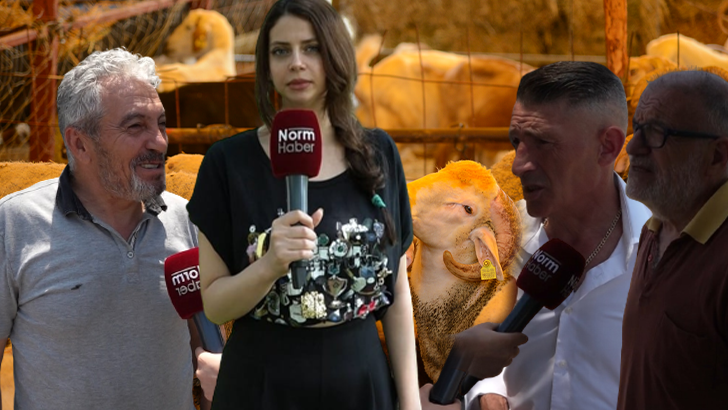 Norm Haber Sokakta…Bu bayram kurban kesecek misiniz?