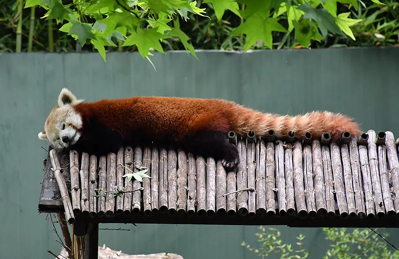 Kızıl panda yalnız kalmak için kafesinden kaçtı