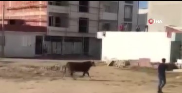 Bursa’da kaçan kurbanlık boğa ortalığı birbirine kattı