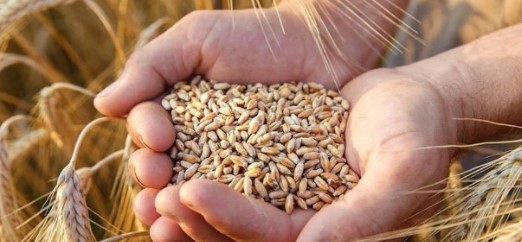 Buğday ve arpa fiyatları belli oldu