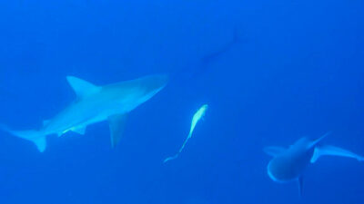 Akdeniz’deki köpek balığı popülasyonu yüzde 97 azaldı